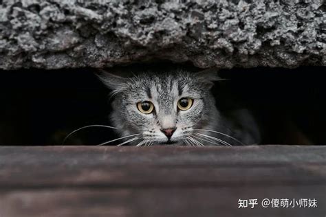 自來猫|自来猫，福自来！揭秘家中不速之客背后的神秘寓意